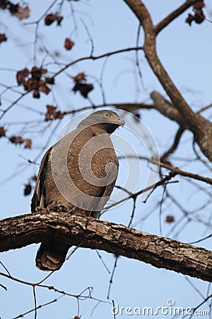 Serpent Eagle Stock Photo