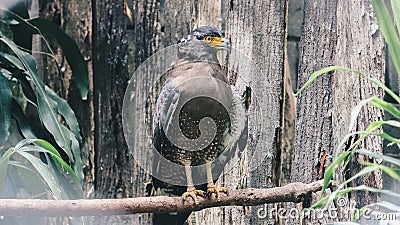 Serpent Eagle, Crested Serpent Eagle Spilornis cheela sitting in the branch with wood background. Stock Photo