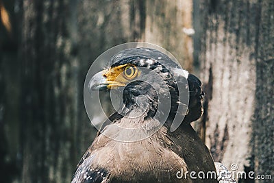 Serpent Eagle, Crested Serpent Eagle Spilornis cheela sitting in the branch with wood background. Stock Photo