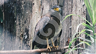 Serpent Eagle, Crested Serpent Eagle Spilornis cheela sitting in the branch with wood background. Stock Photo
