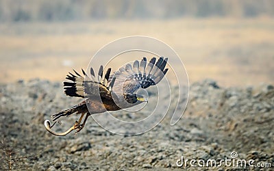 Serpent Eagle flying with kill Stock Photo