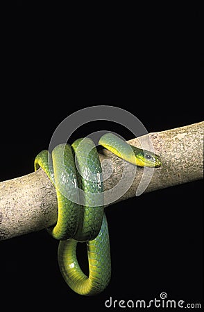 SERPENT opheodrys major Stock Photo