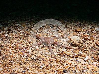 Serpentâ€™s table brittle star, Ophiura albida. Loch Carron, Scotland Stock Photo