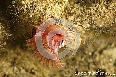 Serpula vermicularis, known by common names including the calcareous tubeworm, fan worm, plume worm or red tube worm, Stock Photo