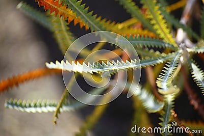 Serrate leaves of the australian plant Banksia candolleana Stock Photo