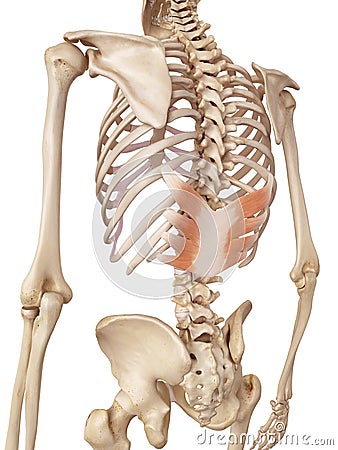 The serratus posterior inferior Cartoon Illustration