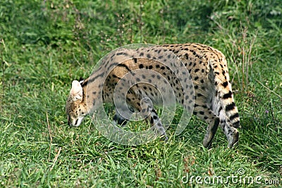 Serval, African wildcat Stock Photo