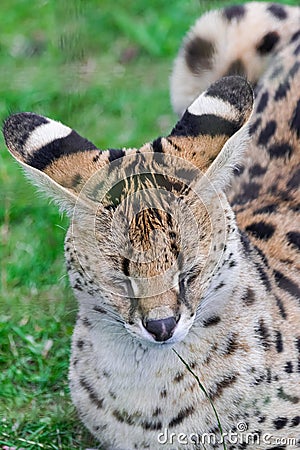 Serval cat, Leptailurus serval, head portrait Stock Photo