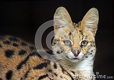 Serval Cat Stock Photo
