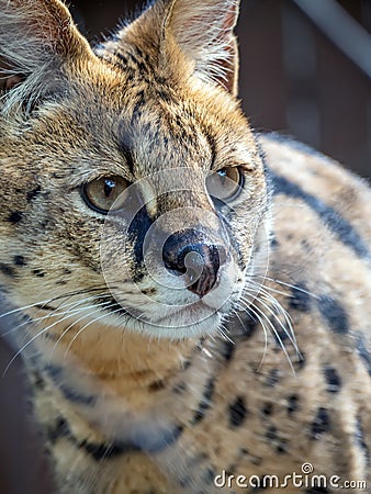 Serval head close-up. African wildcat of subfamily Felinae Stock Photo