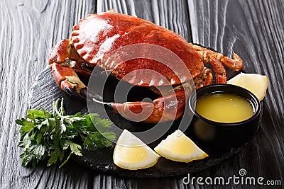 Served boiled delicacy brown crab with sauce, lemon and parsley Stock Photo