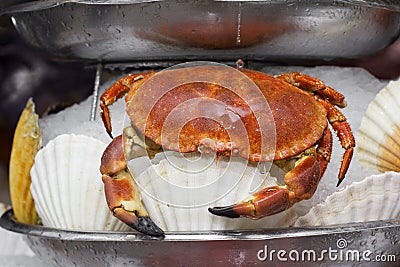 Served crab in ice Stock Photo