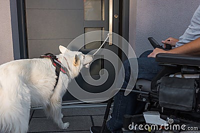 Service dog closing a door, helping a man in a wheelchair to exit home Stock Photo