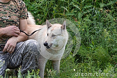A service dog of the West Siberian Laika breed with a dissatisfied aggressive and angry look next to a military or hunter in Stock Photo