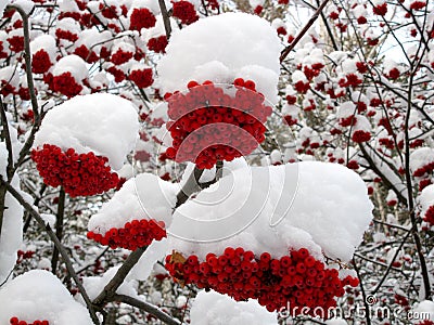 Service tree and snowcovered red berries Stock Photo