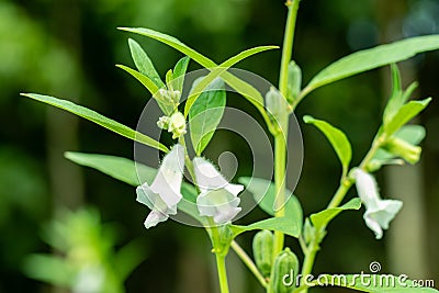 Sesame is a flowering plant an oilseed crop, Sesamum indicum Stock Photo