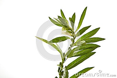 Sesame flowering Stock Photo