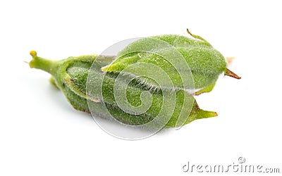Sesame green pods isolated on white background Stock Photo