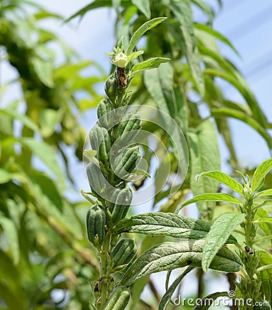 Sesame growth in the fields Stock Photo