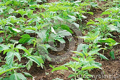 Sesame growth in the fields Stock Photo