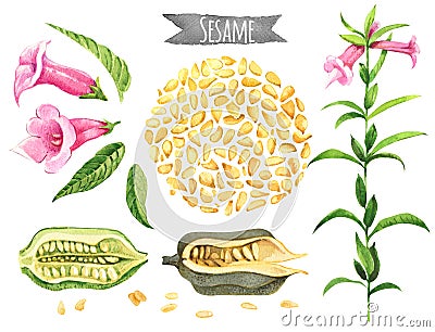 Sesame, hand-painted watercolor set Stock Photo