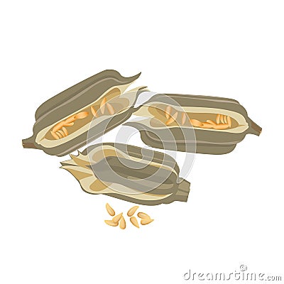 Sesame isolated on white background. Seeds in pubescent rectangular capsule. Vector Illustration