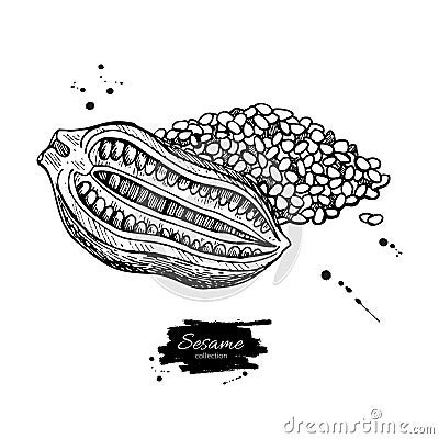 Sesame nut and seed vector drawing. Hand drawn food ingredient. Vector Illustration