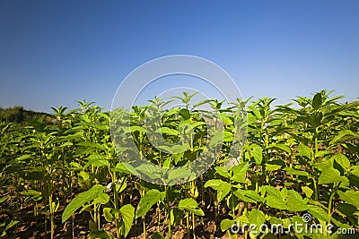 Sesame plant Stock Photo