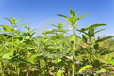 Sesame plant Stock Photo