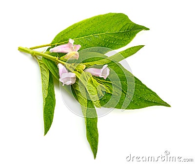 Sesame plant with flowers isolated on white background Stock Photo