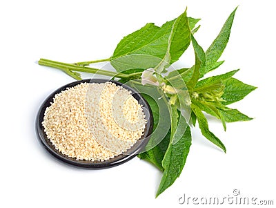 Sesame plant with flowers and seed isolated on white background Stock Photo