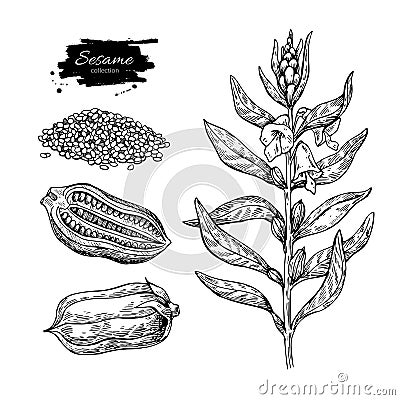 Sesame plant vector drawing. Hand drawn food ingredient. Botanic Vector Illustration