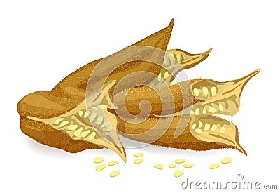 Sesame pods. Vector Illustration