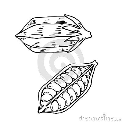 Sesame seed Vector Illustration
