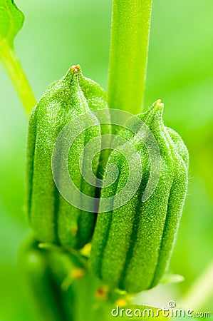 Sesame Seeds Stock Photo