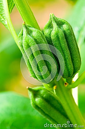 Sesame Seeds Stock Photo