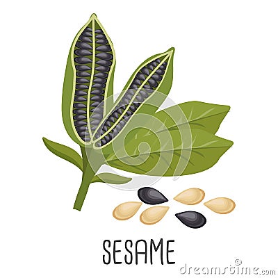 Sesame seeds and sesame plant. Sesame seeds in pods. Food illustration Vector Illustration