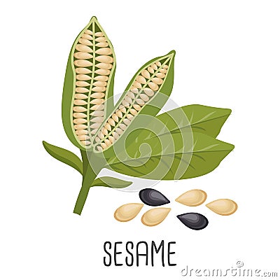 Sesame seeds and sesame plant. Sesame seeds in pods. Food illustration Vector Illustration