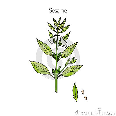 Sesame Sesamum orientale Vector Illustration