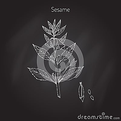 Sesame Sesamum orientale Vector Illustration