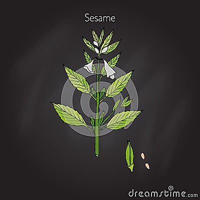 Sesame Sesamum orientale Vector Illustration