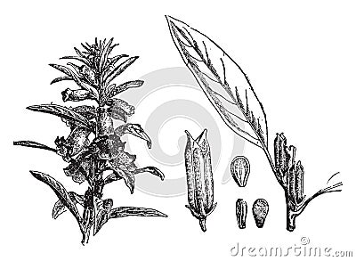 Sesame vintage illustration Vector Illustration