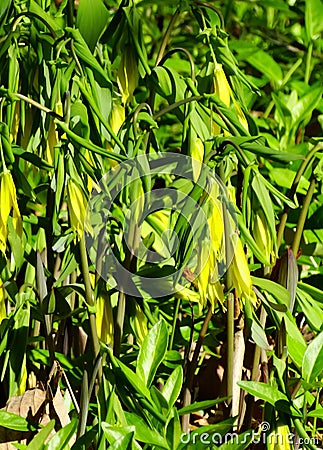 Sessile Bellwort Wildflowers, Uvularia grandflora Stock Photo