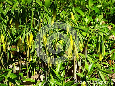 Sessile Bellwort Wildflowers, Uvularia grandflora Stock Photo