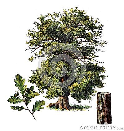 Sessile Oak tree / Antique engraved illustration from from La Rousse XX Sciele Cartoon Illustration