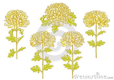 Set of 5 chrysanthemum flower Vector Illustration