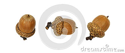 Set of acorns Quercus rubra Stock Photo