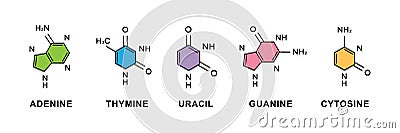 Set of adenine, thymine, guanine, cytosine, uracil chemical formulas. Adenine, thymine, guanine, cytosine, uracil Vector Illustration