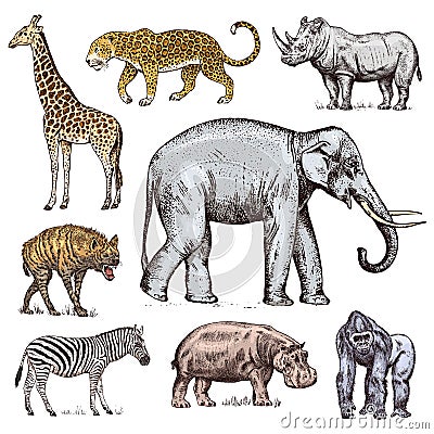 Set of African animals. Rhinoceros Elephant Giraffe Hippopotamus Leopard Hyena Western gorilla Wild zebra. Engraved hand Vector Illustration