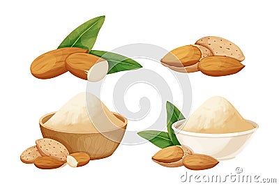 Set almond in nutshell with leaves detailed raw nut, almond powder in bowl organic product, ingredient in cartoon style Vector Illustration